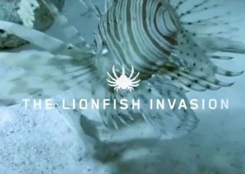 THE LIONFISH INVASION  TERRIBLY DELICIOUS